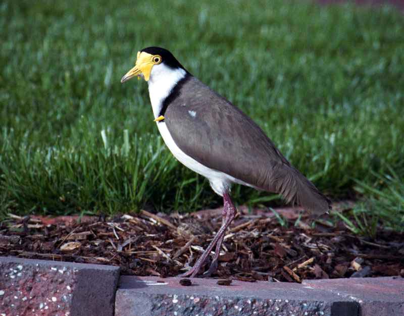 [photo of Lapwing]