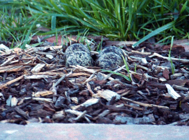 [photo - Lapwing eggs]