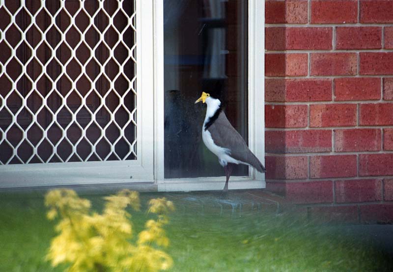[photo - Lapwing is koncking on the glass]