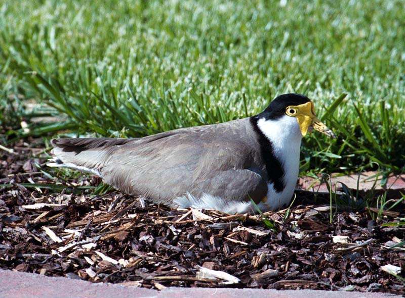 Lapwing on the nest