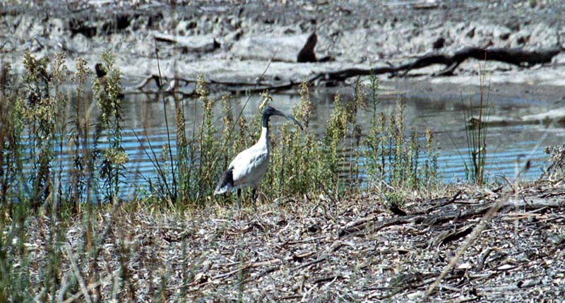 Ibis