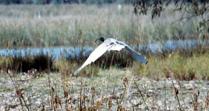 Ibis