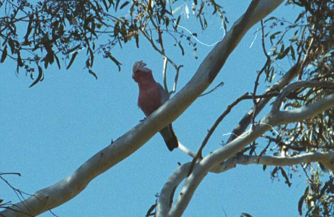 Galah