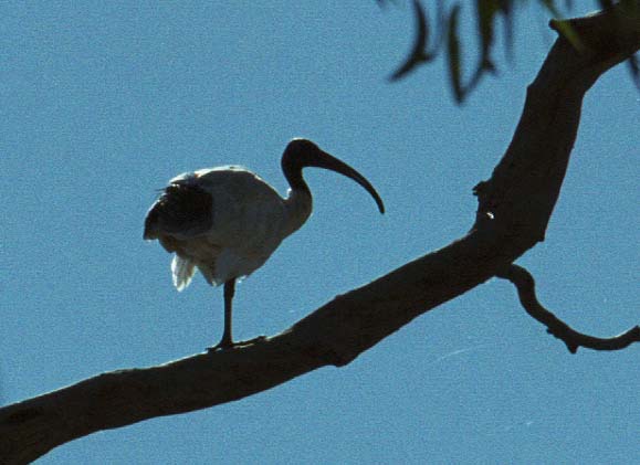 Ibis