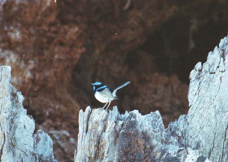 Blue Wren