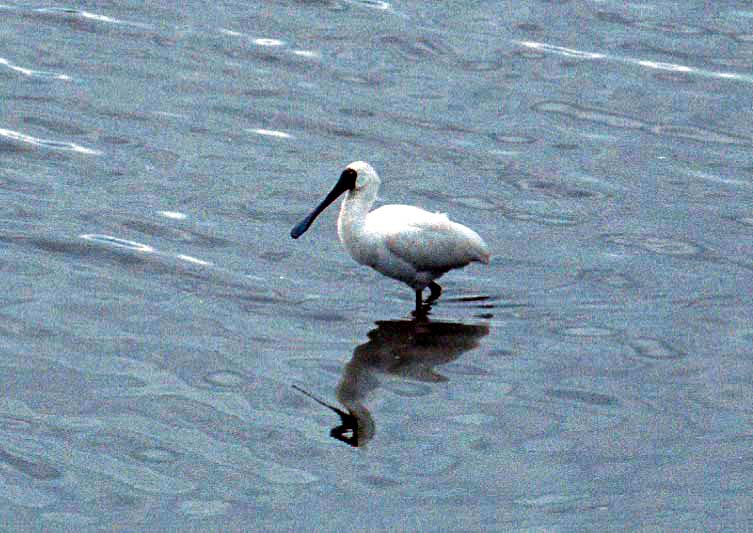 Spoonbill