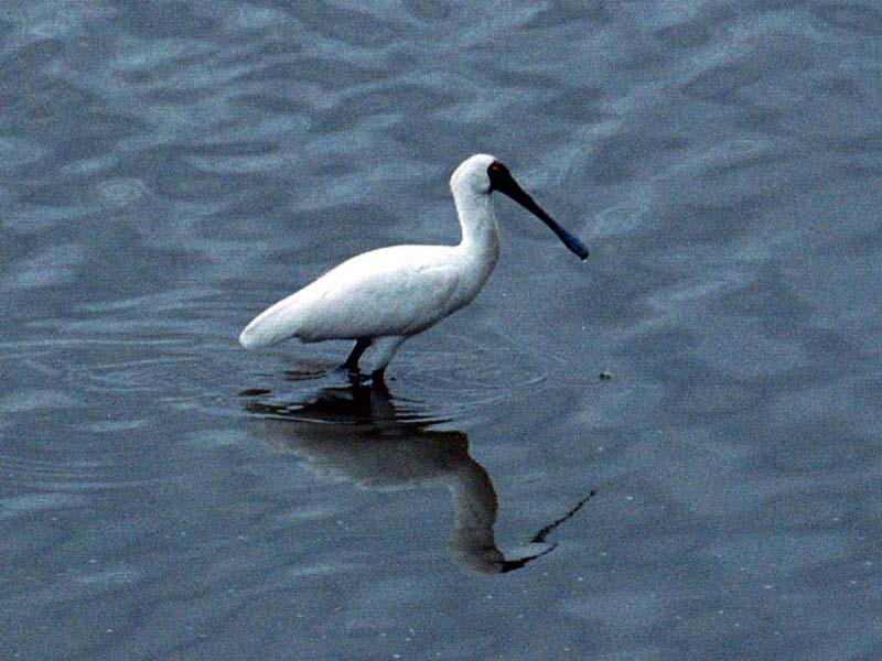 Spoonbill