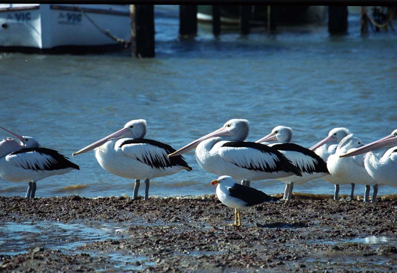 Pelicans in Hastings