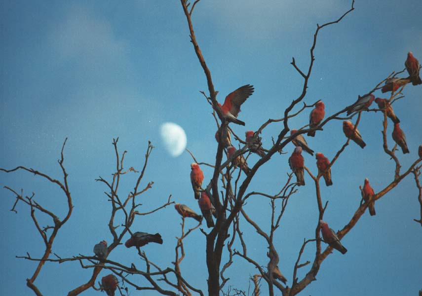 Galahs and Moon