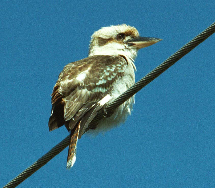 Picture of Laughing Kookaburra Dacelo novaeguineae