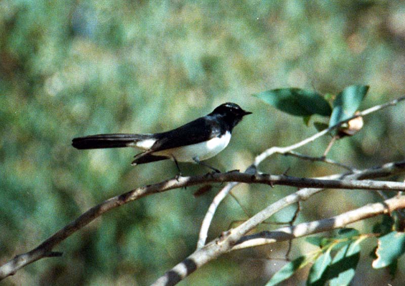 Willy Wagtail