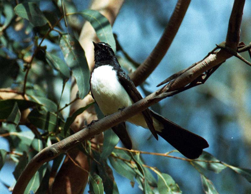 Willy Wagtail