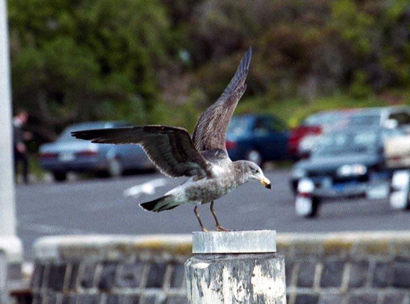 Larus Pacificus