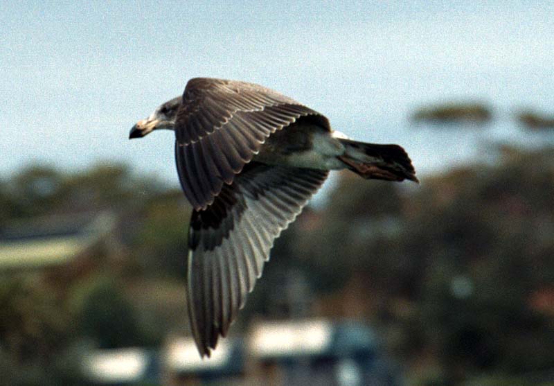 Larus Pacificus in flight