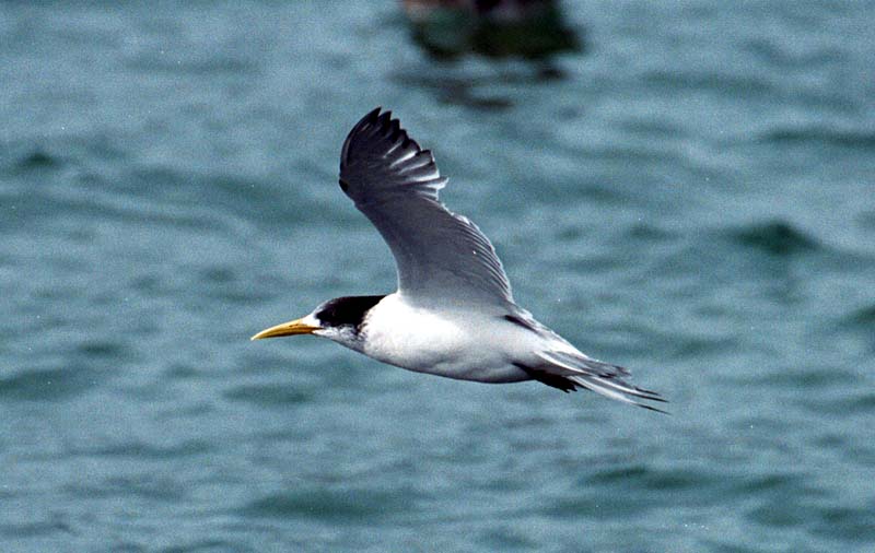 Sterna bergii in flight