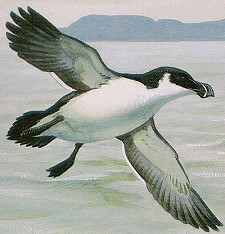 [Razorbill in flight]