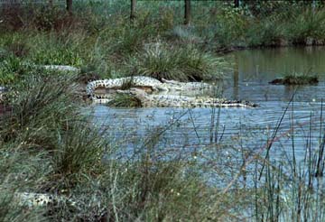 crocodiles