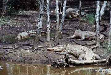 crocodiles