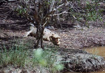 estuarine salt-water: crocodile