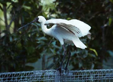 spoonbill